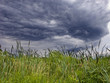 Cattails in a marshy wetland under a stormy sky