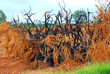 Desmonte de arboles frutales