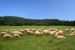 Herd sheps Herd sheps