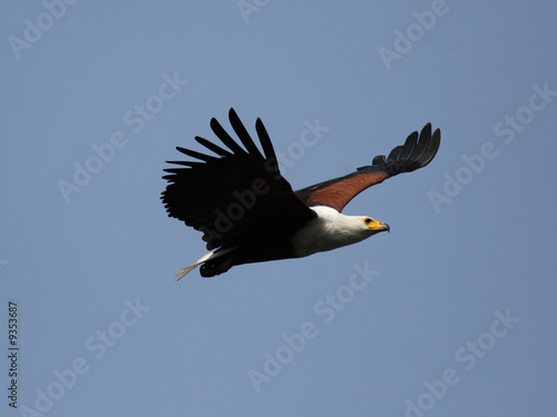 Foto: Schreiseeadler (Haliaeetus vocifer) im Okavango Delta, Botswana Schreiseeadler (Haliaeetus vocifer) im Okavango Delta, Botswana
