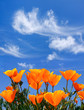 A field of poppies with clouds above.