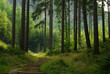Wald - forest 48