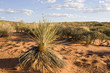 Arizona desert