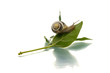 Snail crawling up green leaf