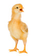Yellow little chicken a over white background Yellow little chicken a over white background