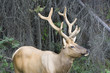 Bull elk in the woods