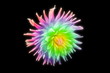 Fleur lion arc en ciel