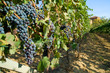 Vineyard rows in Piemonte, Italy