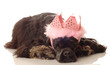 American cocker spaniel with pink feathered tiara