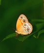 Orange butterfly