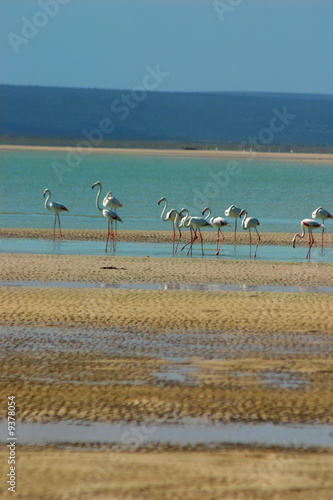 Photo: Flamingoes on lagoon Flamingoes on lagoon