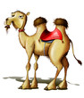 le chameau - camel, dromedary le chameau - camel, dromedary