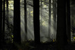 Foret de vioreau 3