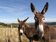 deux anes