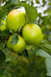 Apples ripening in the summer sun
