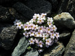 Alpenblume