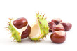 Chestnuts isolated on a white background