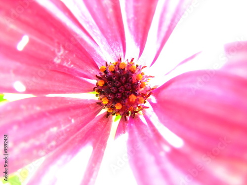 Photo: Flashing Flower Flashing Flower