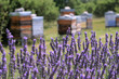Ruches dans un champ de lavandes