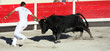 Course camarguaise