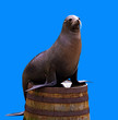 A seal ion on half a barrel isolated on blue.