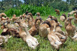 Troupeau de canards dans les rizières à Bali