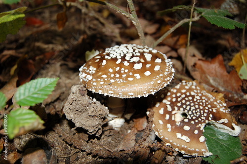 Photo : Champignons des bois comestible ou pas Champignons des bois comestible ou pas