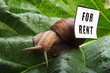 snail - for rent snail - for rent