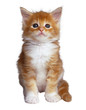 Chaton1