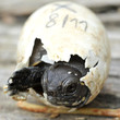 naissance d'une tortue