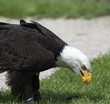 Adler