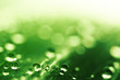 Water drops - shallow dof