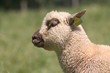 Foto: portrait d'un agneau portrait d'un agneau