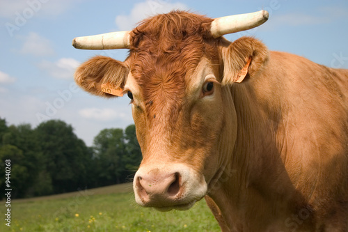 Foto: portrait d'une vache limousine portrait d'une vache limousine