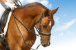 Images : dressage - equestrian sport