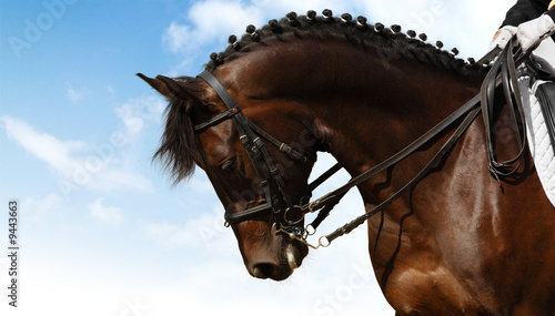 dressage - equestrian sport