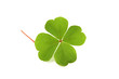 green clover isolated on white