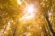 nature. forest with yellow leaves in autumn