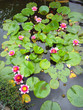 Nénuphars en fleur