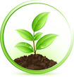Jeune plante verte