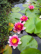 Bassin de fleurs de nénuphars