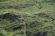 paturage des Pyrénées