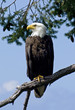 Proud Wild Bald Eagle Parent 1 Proud Wild Bald Eagle Parent 1