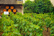 view of a vineyard in Burgundy,