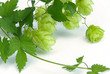 Hopfen - hop 09