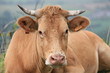 Boeuf