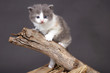 chaton sur une branche