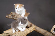 2 petits chats sur une branche