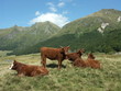 troupeau de vaches salers troupeau de vaches salers