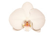 orchidée